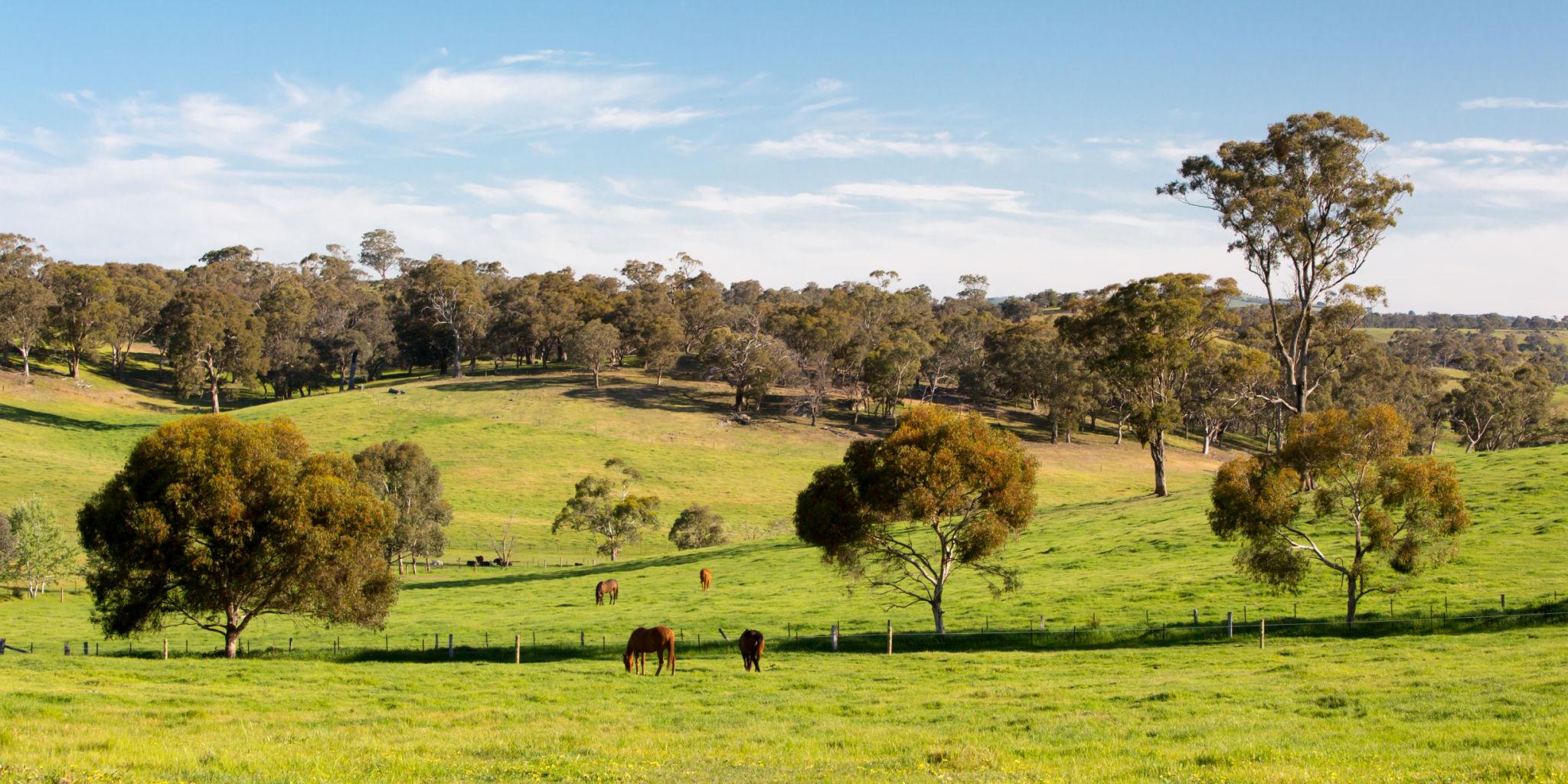 Wildlife, Native Plants and Life Around Horse Properties