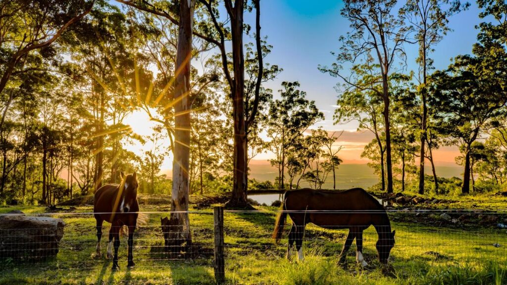 Why Trees Matter on Australian Horse Farms