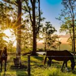 Why Trees Matter on Australian Horse Farms