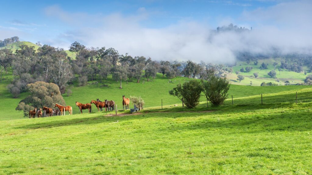 The Landscape Behind a Champion Racehorse