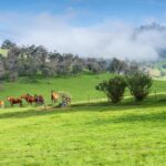 The Landscape Behind a Champion Racehorse