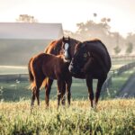 From Foal to Thoroughbred: Nature Behind the Bloodlines