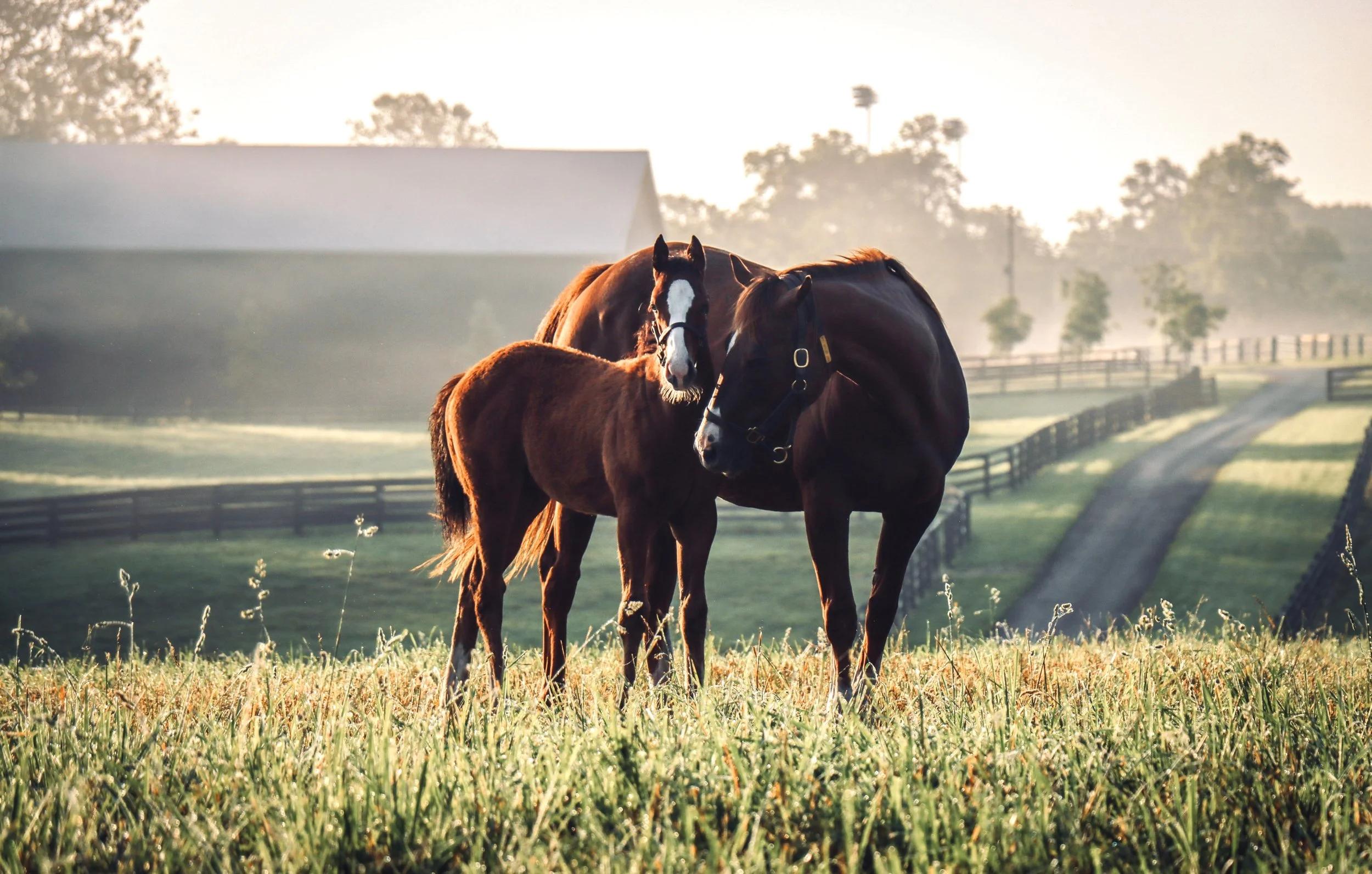 From Foal to Thoroughbred: Nature Behind the Bloodlines