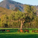 The Green Foundations of Australian Horse Country