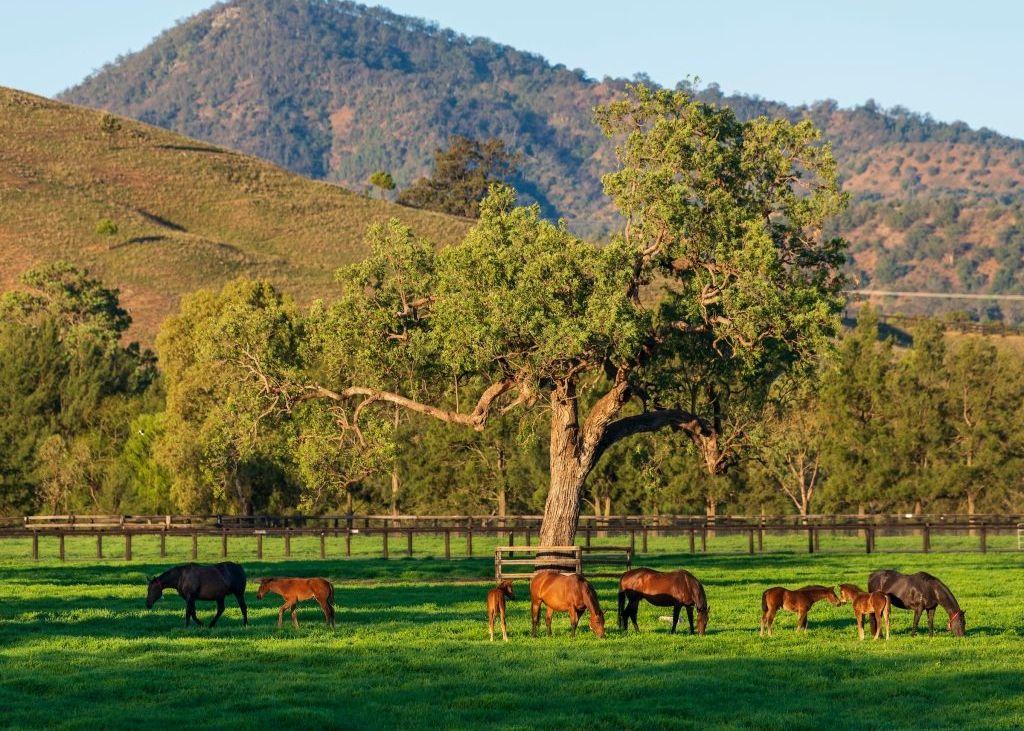The Green Foundations of Australian Horse Country